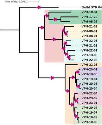 Exploring genetic determinants of antimicrobial resistance in Brucella melitensis strains of human and animal origin from India